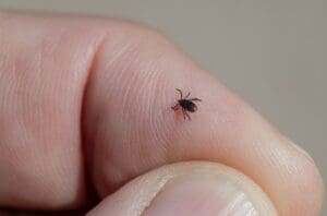 The Dangers of Ticks: How to Protect Yourself From Lyme Disease