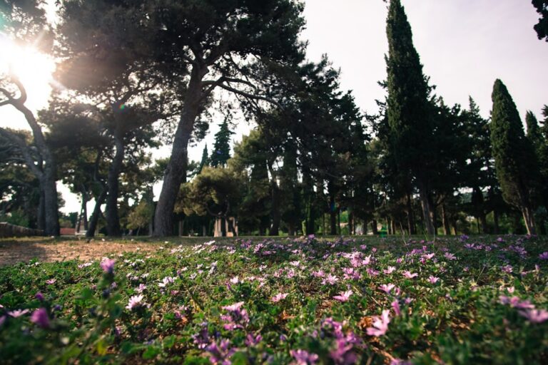 Sunlit park scene with pink flowers in the foreground and tall trees in the background.